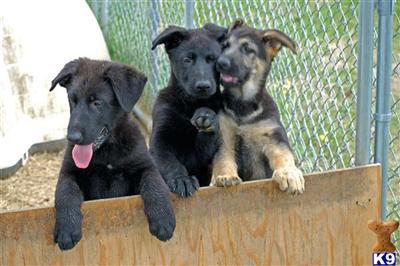 German Shepherd Puppies in TX